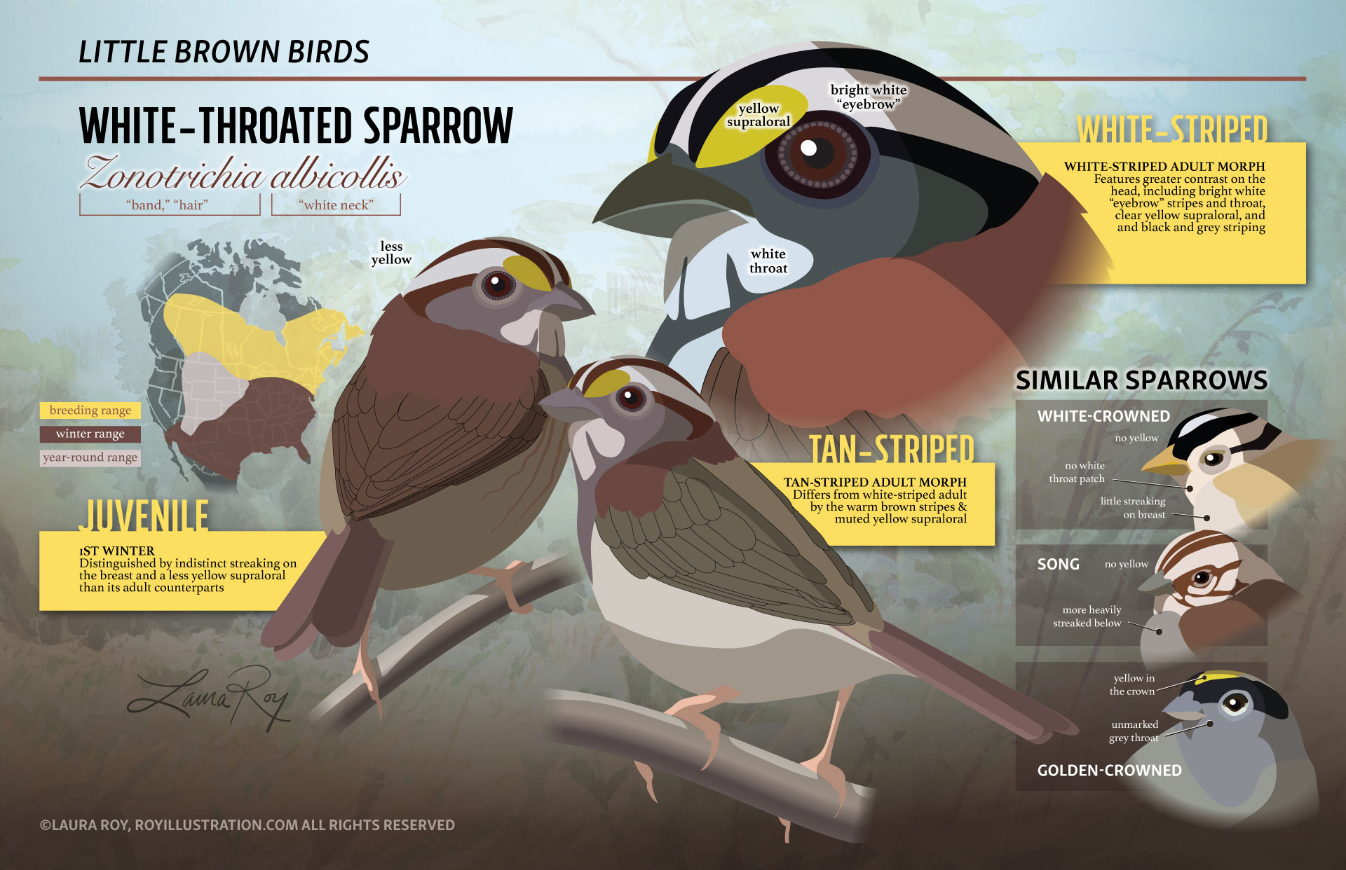 White Throated Sparrow Feature