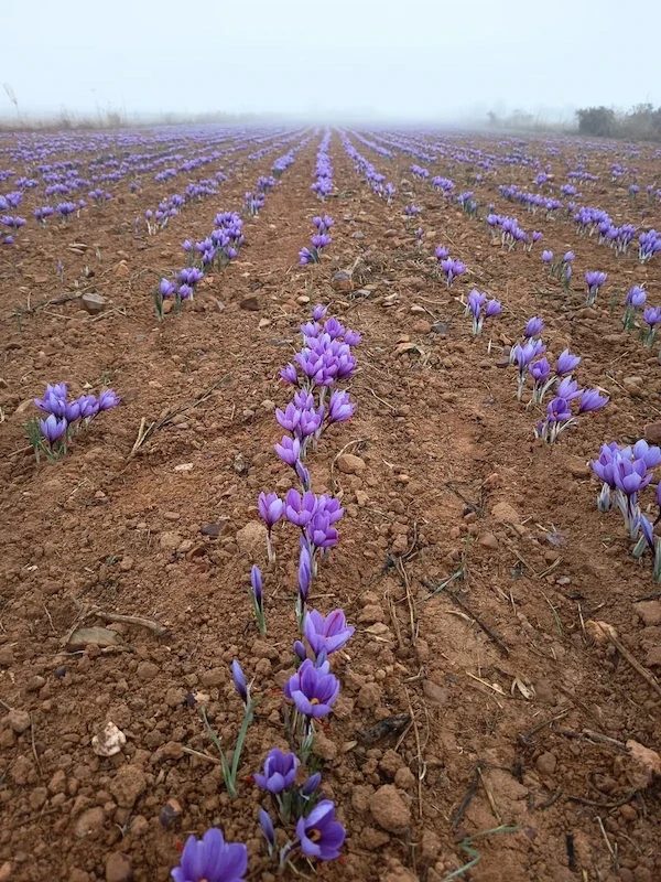 Valnara Spanish saffron plantation