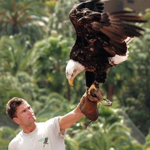 Een persoon in een wit shirt houdt een zeearend vast die op hun gehandschoende arm zit, met weelderig groen op de achtergrond.