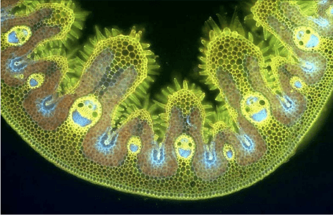 marram grass microscopy