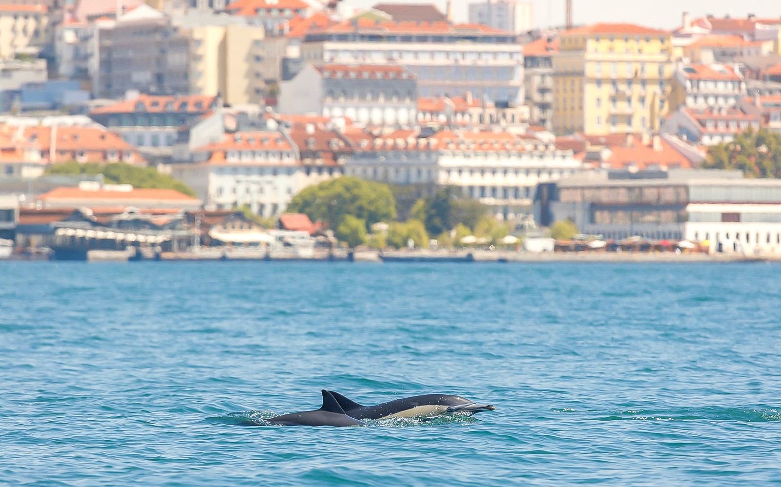 Dupini koji plivaju blizu obale Lisabona tijekom vožnje brodom.
