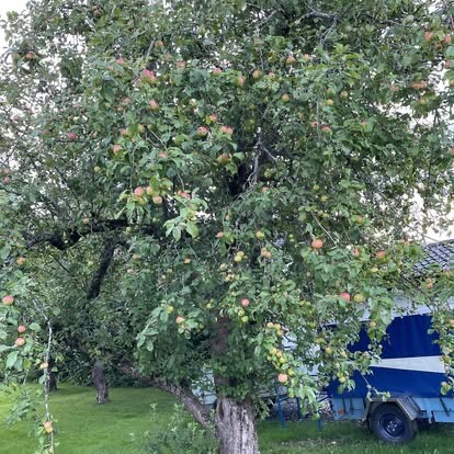 Kundebilde fra eplehøsten