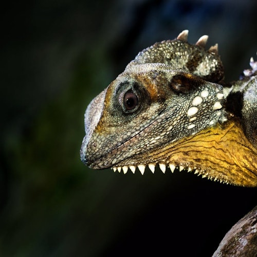 Close-up of a reptile's face with textured, scaly skin, prominent eye, and sharp teeth against a dark background.
