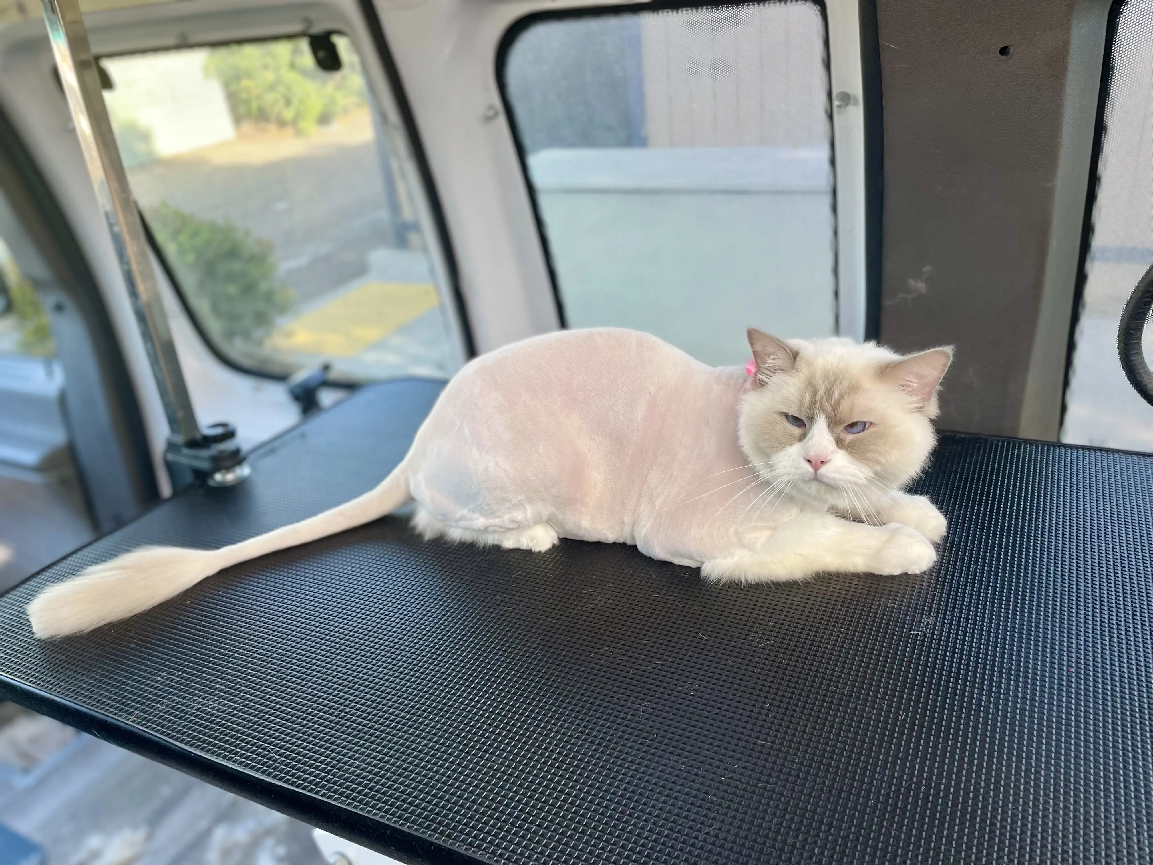 cat lion cut example