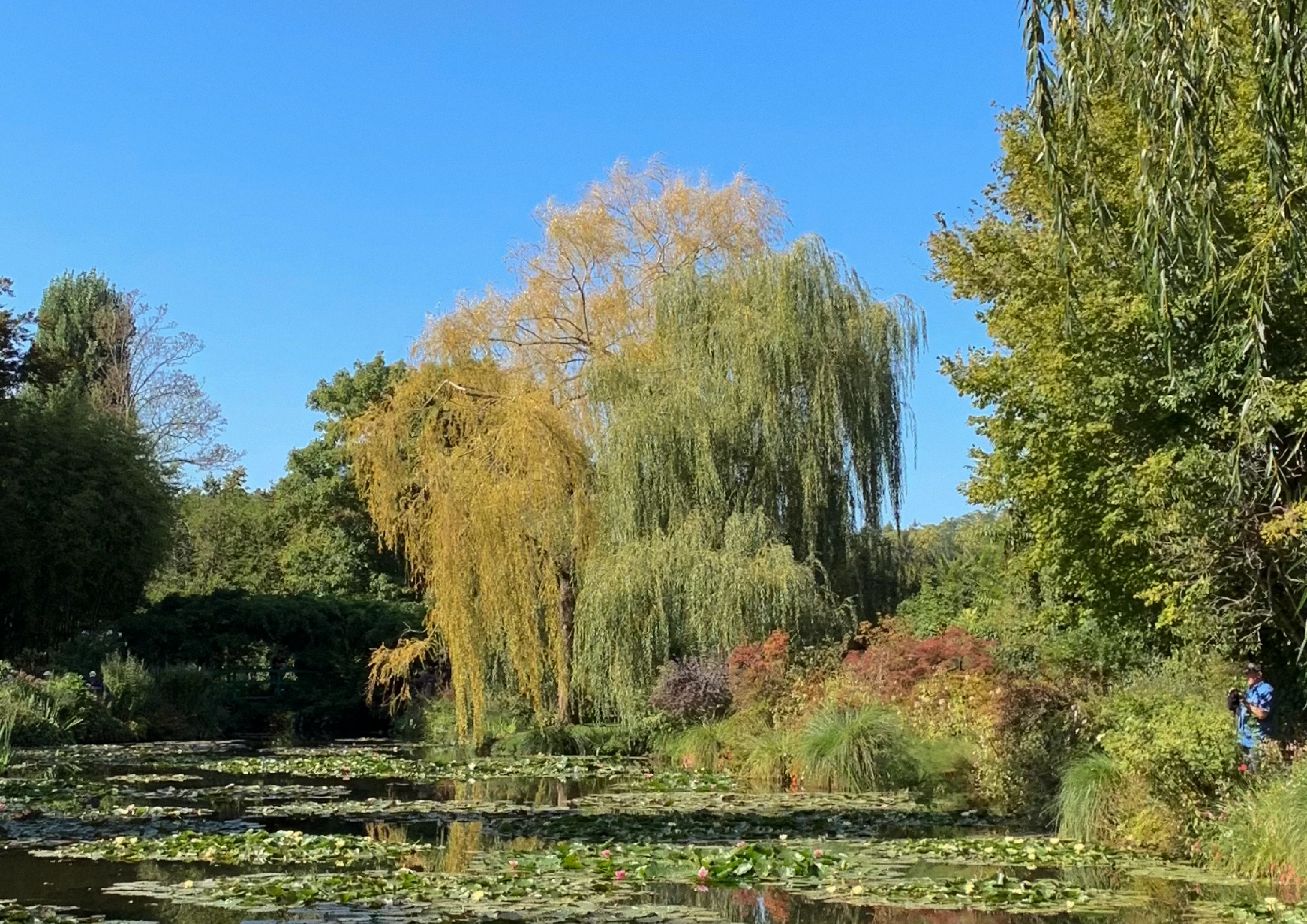 A pond covered with lily pads, and beyond it two weeping willows leaning into each other, one yellow and one green, under a clear blue sky.