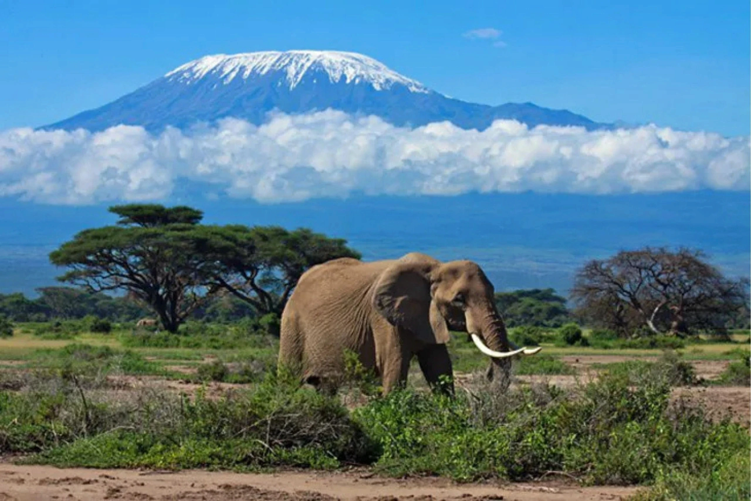 Elephant beneath Mount Kilimanjaro