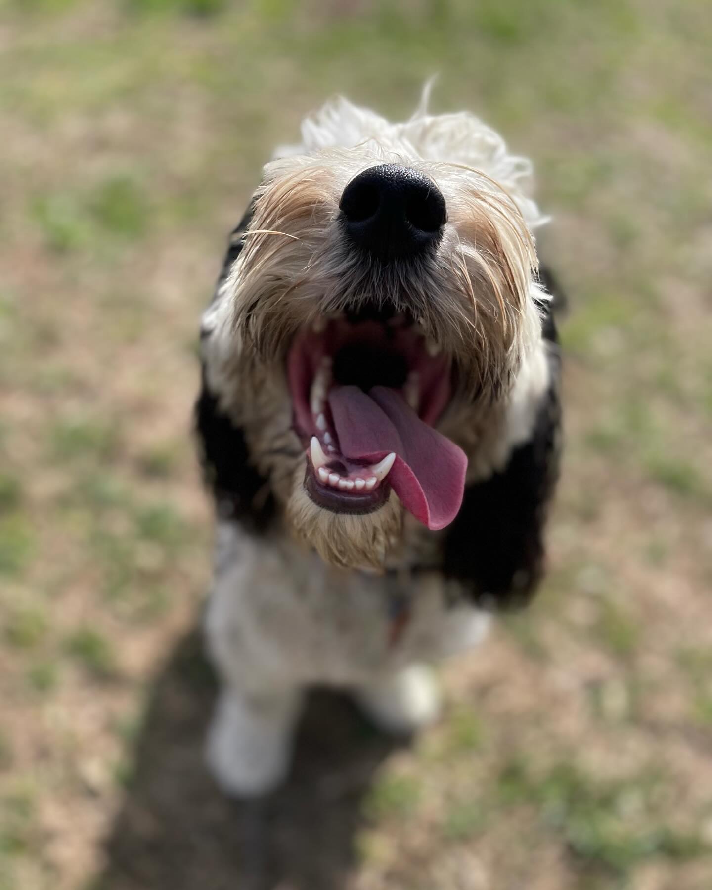 Happy dog with tongue out during dog boarding in Maryland