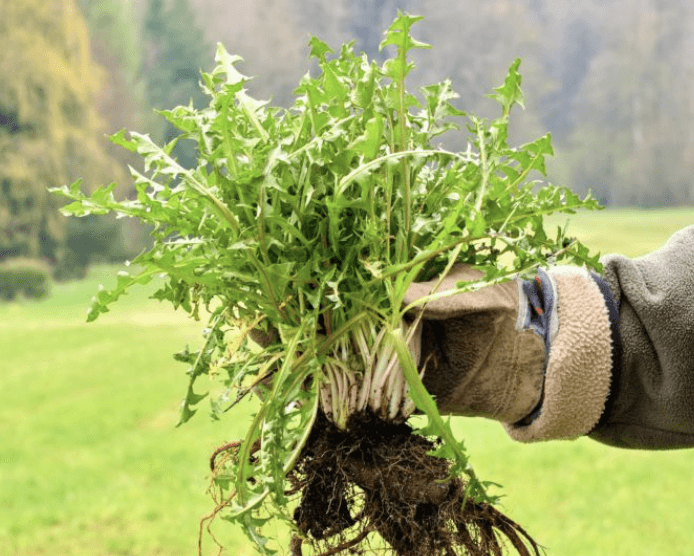 Dandelion Roots