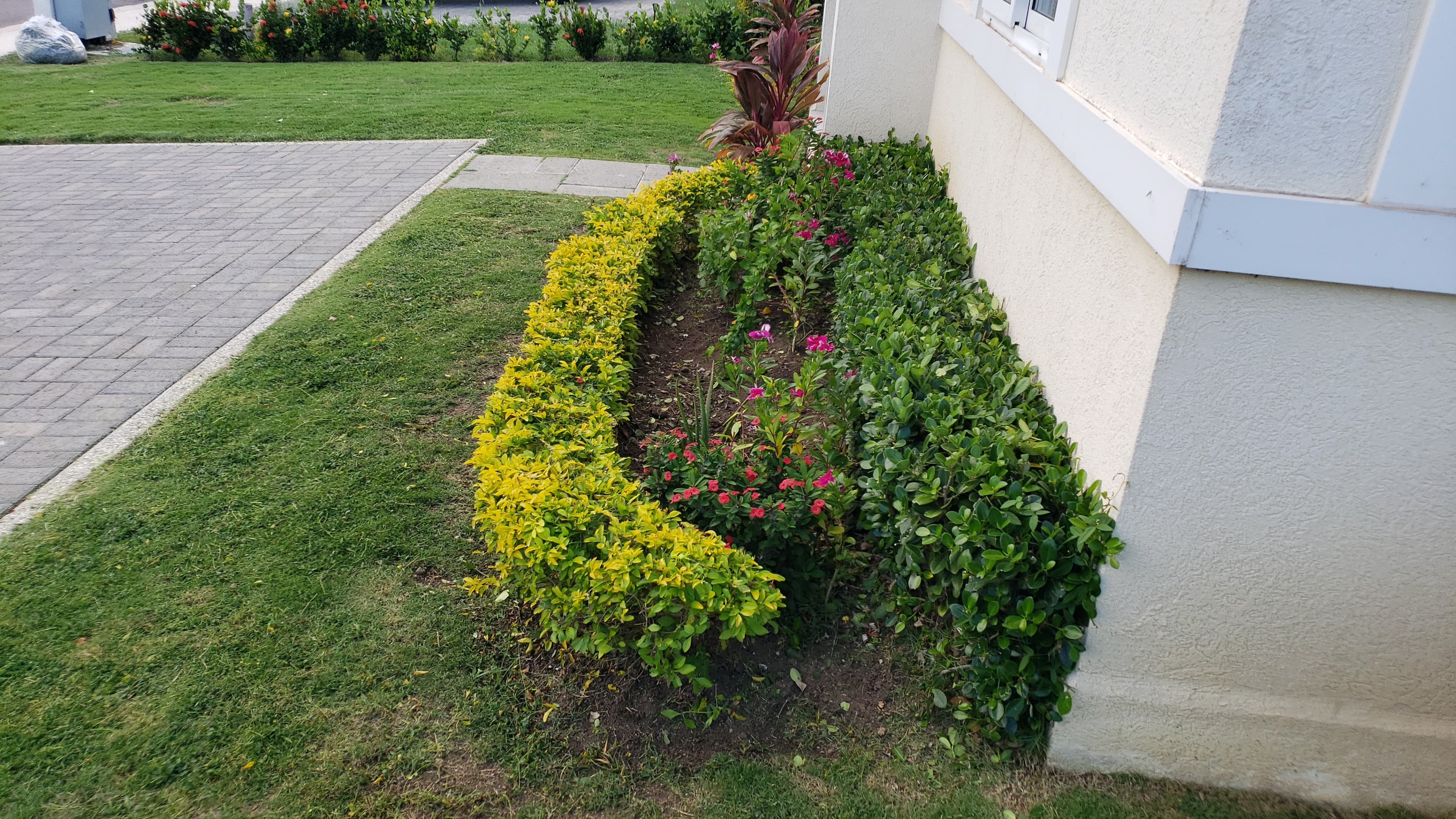 photo of flowers pruning