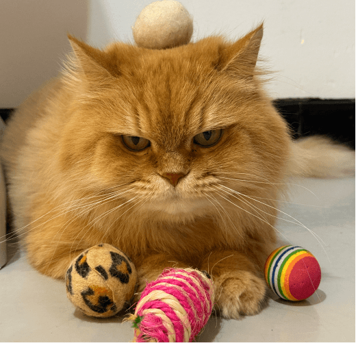 Cat Pawstreet