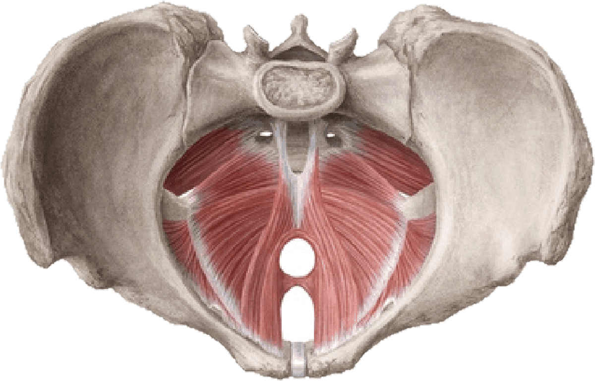 Anatomical illustration of the pelvic floor muscles, showing the layered hammock of muscle slung across the base of the pelvis.