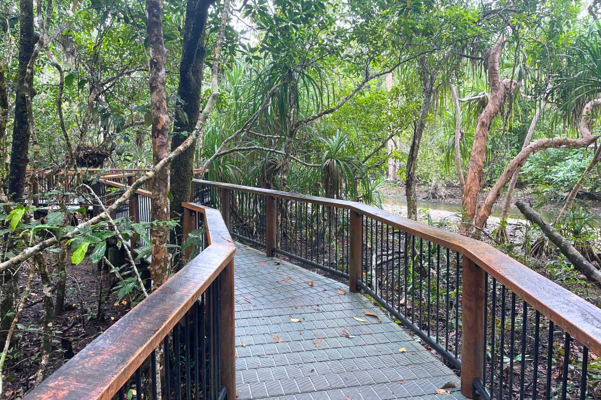 rainforest boardwalk