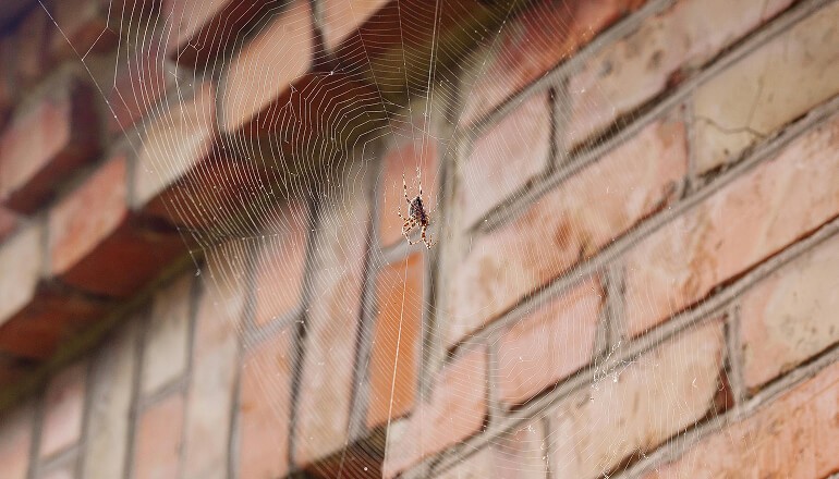 Spider living on the side of the house