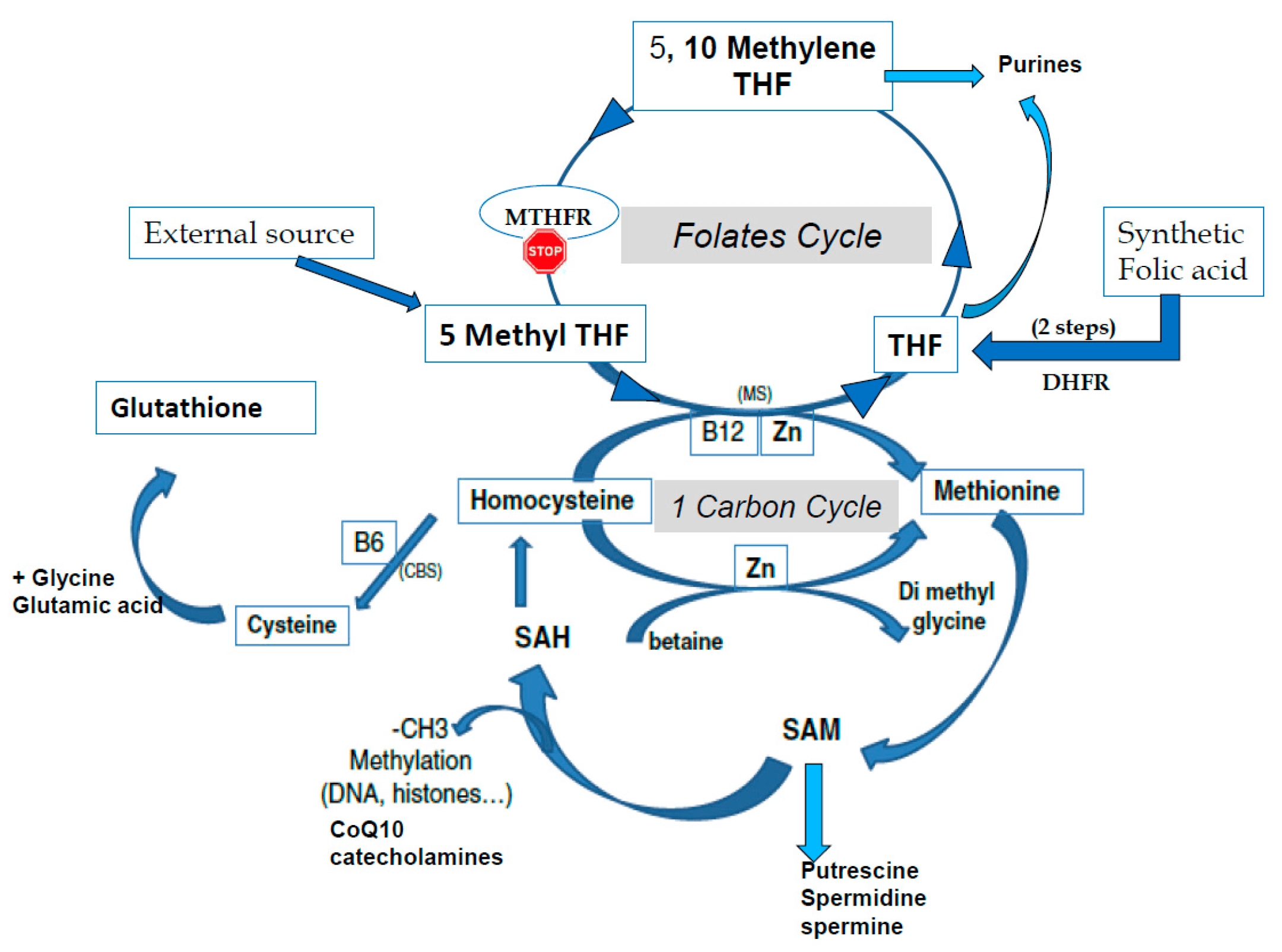 https://www.mdpi.com/ijms/ijms-21-09311/article_deploy/html/images/ijms-21-09311-g001.png