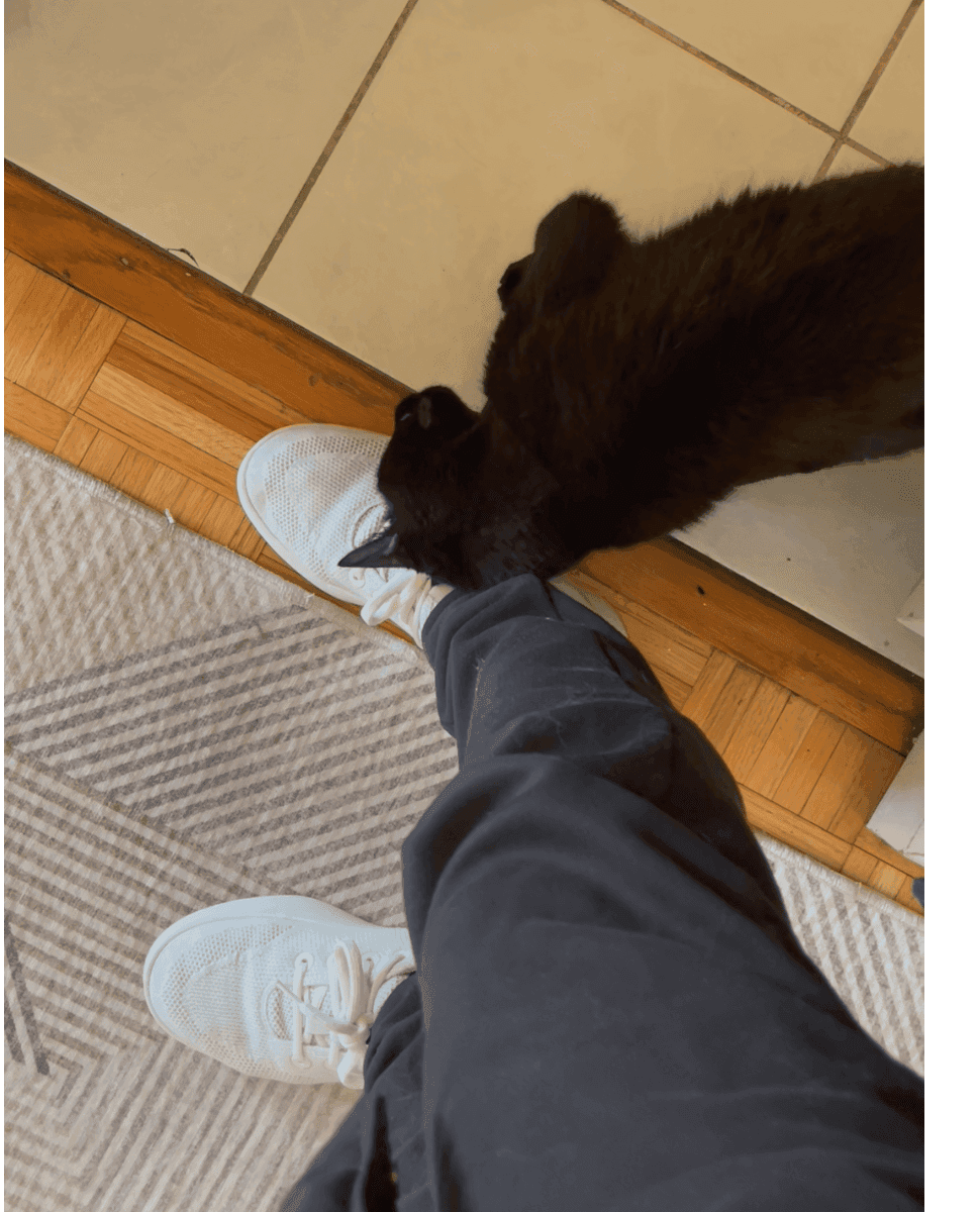 A Rescue Cat Gets a Second Chance – Meet Oatmeal!