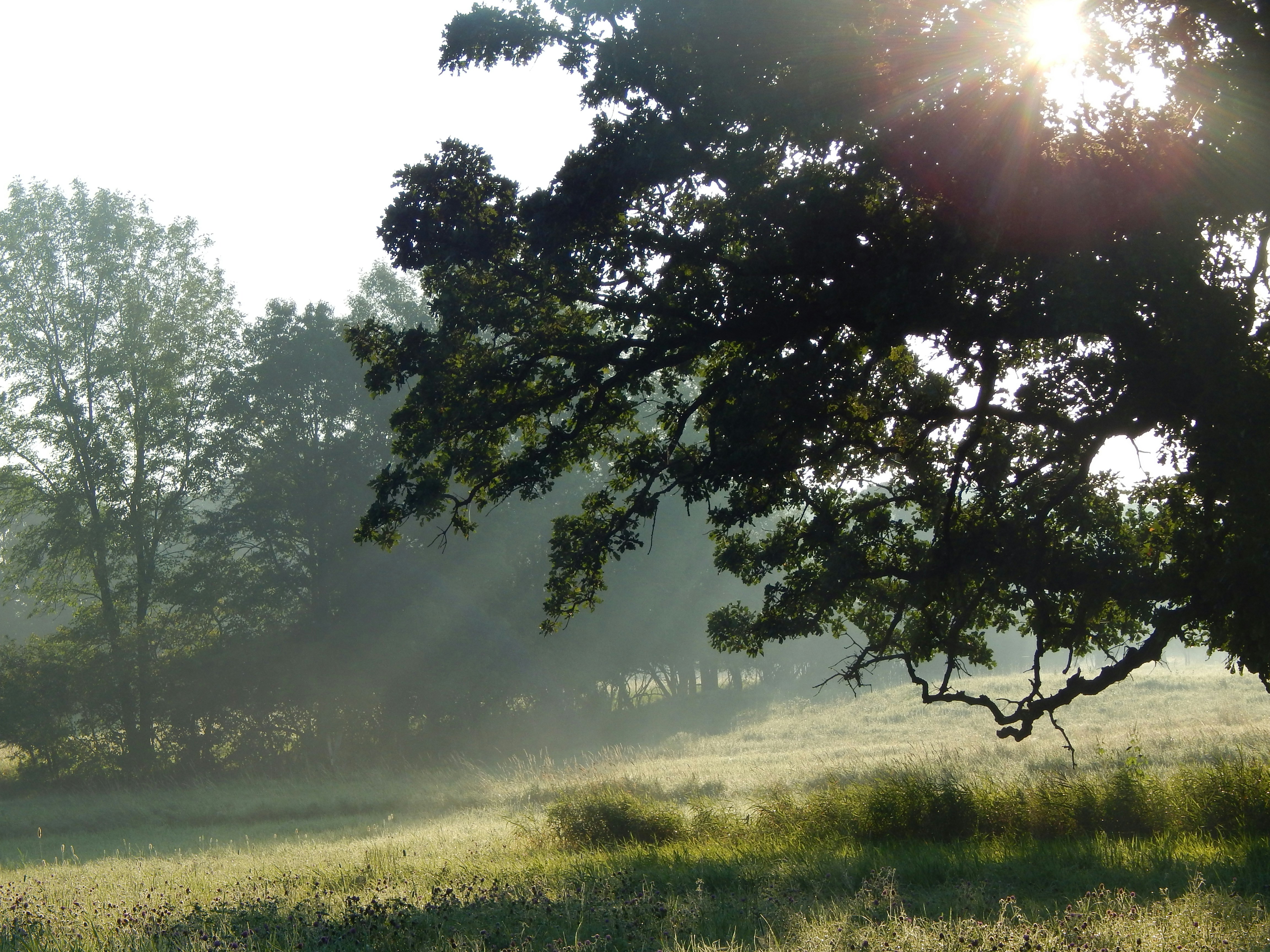 the sun is shining through the trees in the field