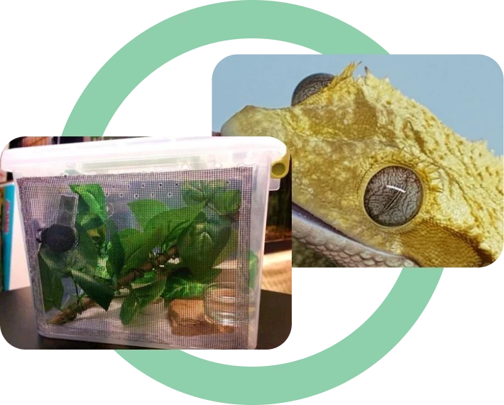 A decorative graphic with a gecko and enclosure