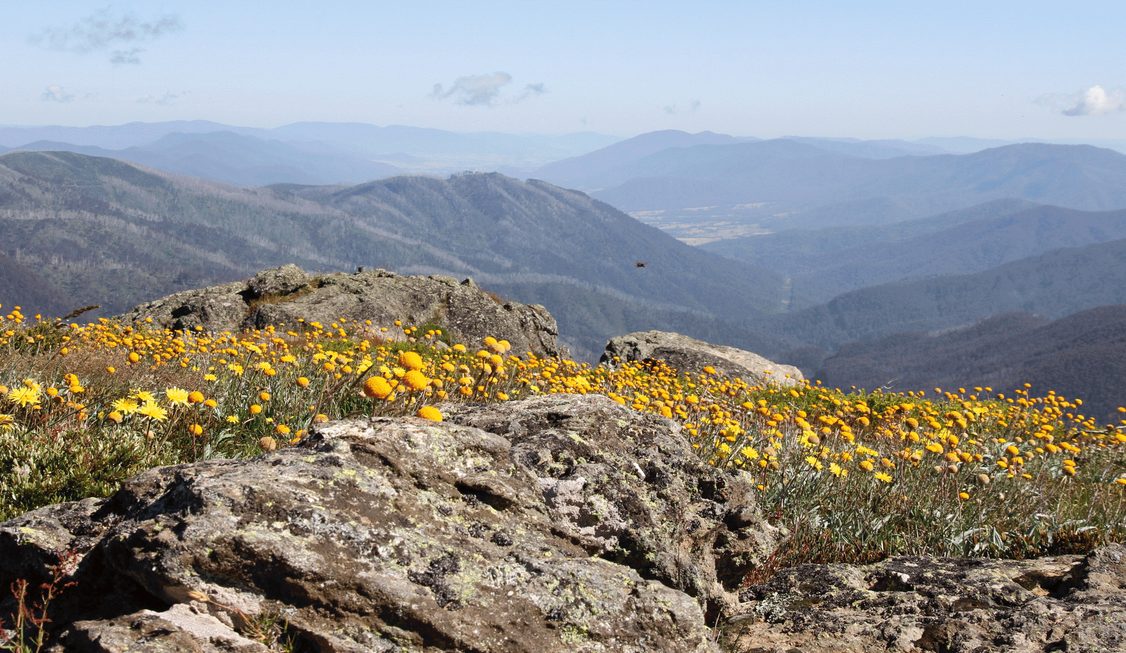  Tangerine mobile app - bills screenBills