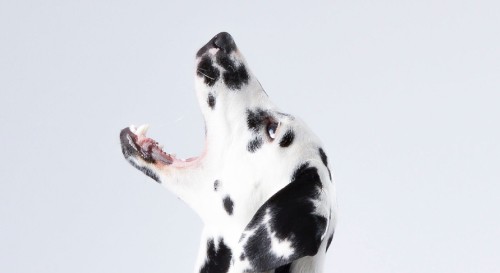 Dalmation barking
