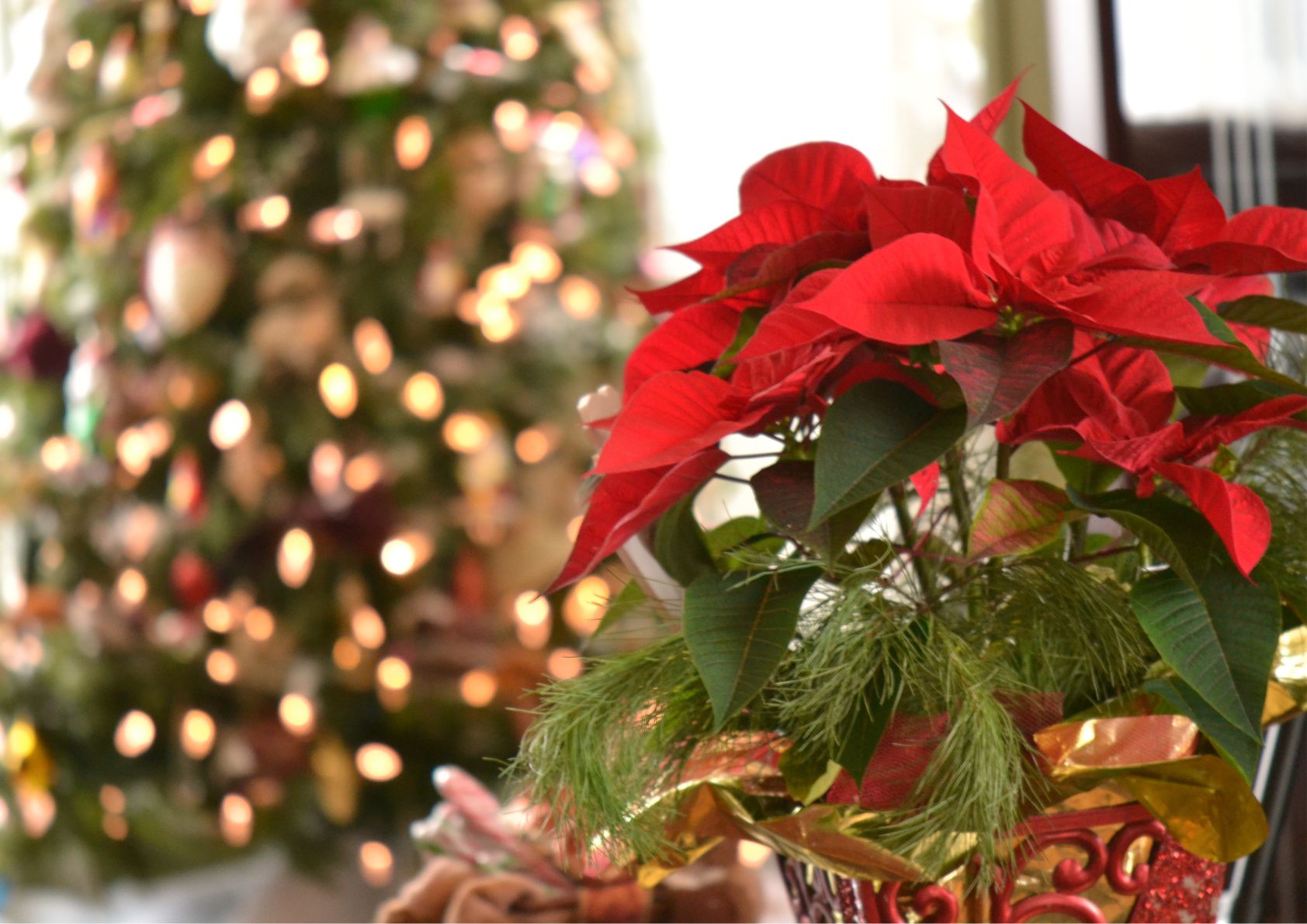 Red poinsettia, Christmas flower