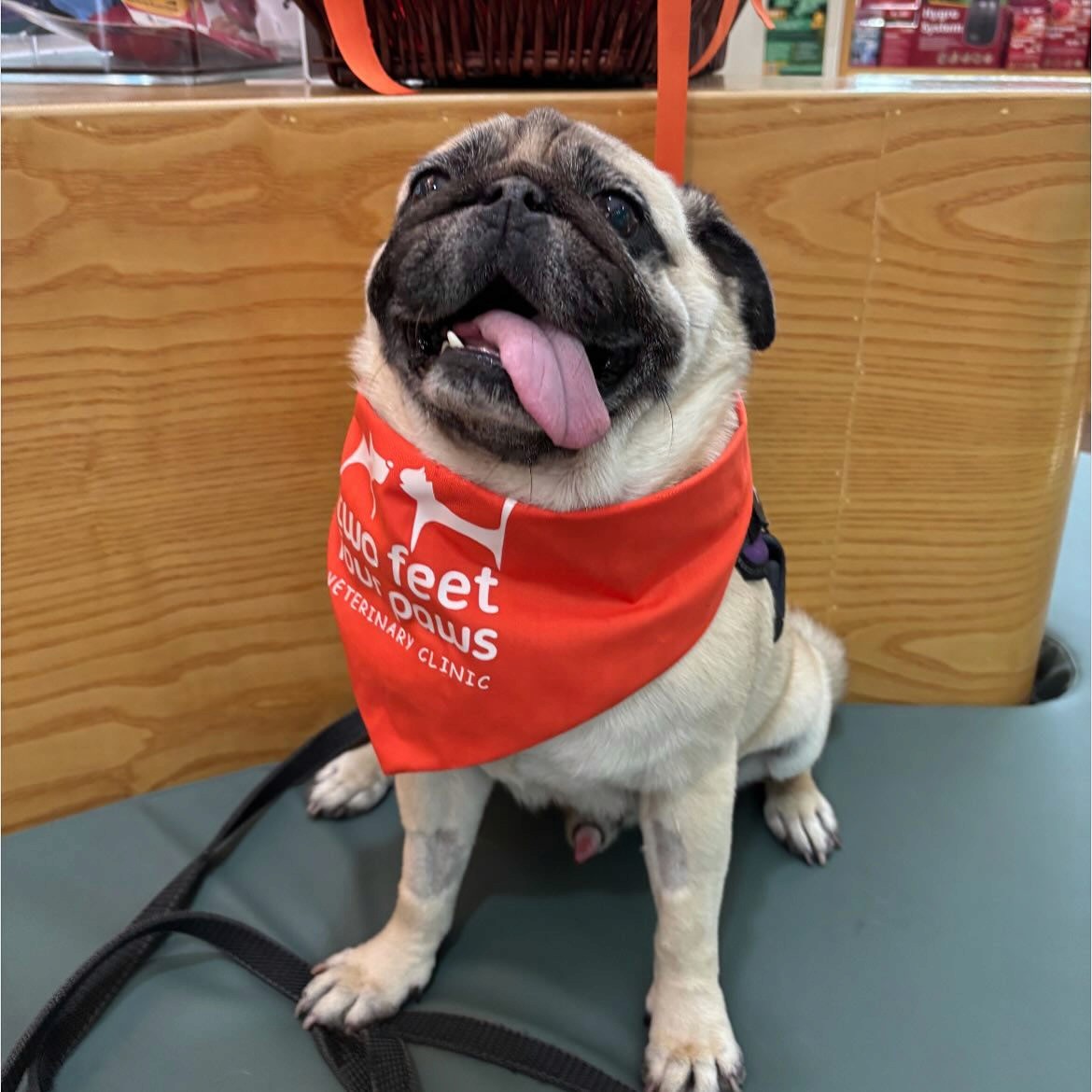 A happy pug patient at 2Feet4Paws after dental surgery.