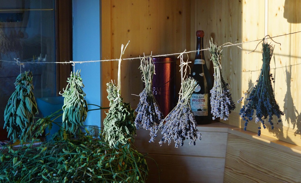 Aromatic herbs drying in the sun