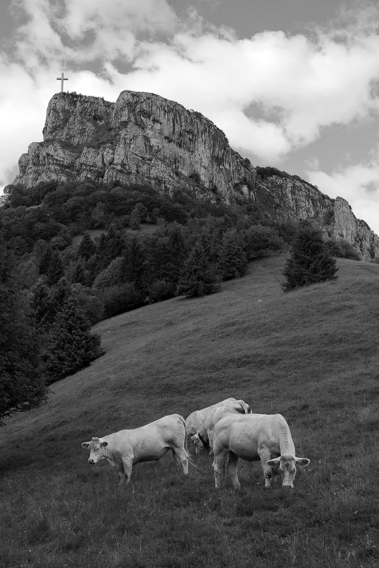 Cows down a mountain in Chambéry