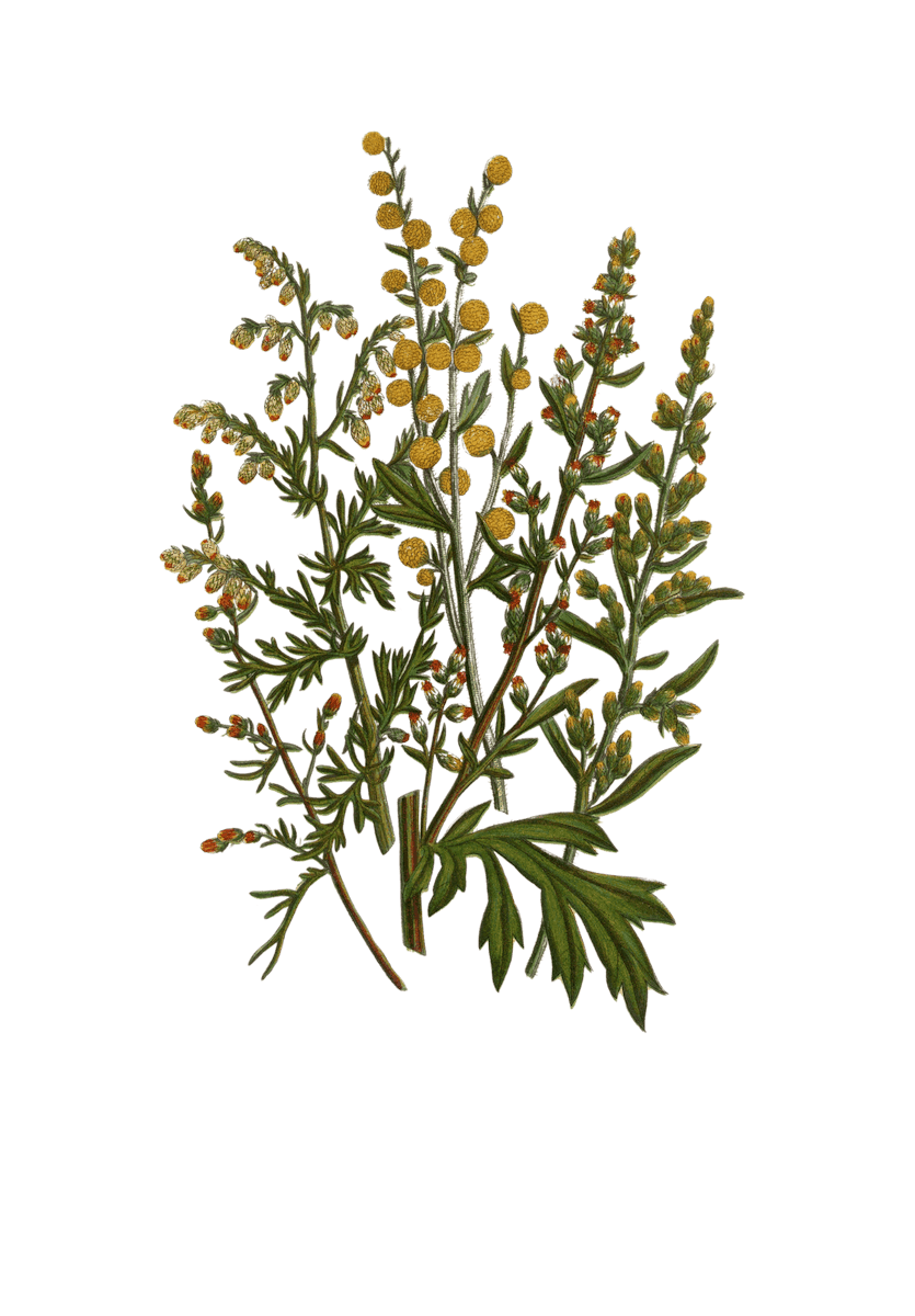 Illustration von einer Pflanze