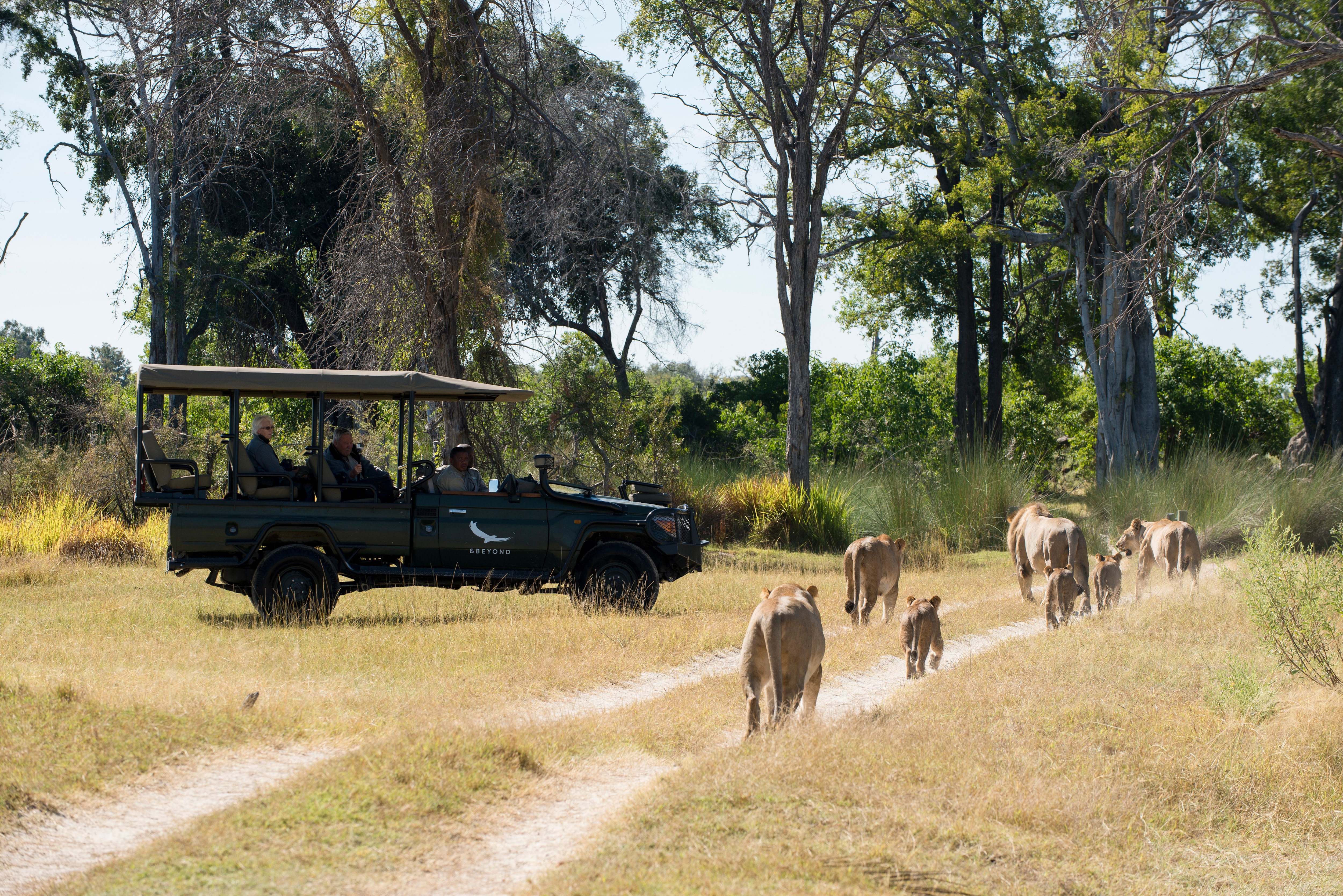 A single safari vehicle watching a pride of lions walk down a sand track in the Okavango Delta