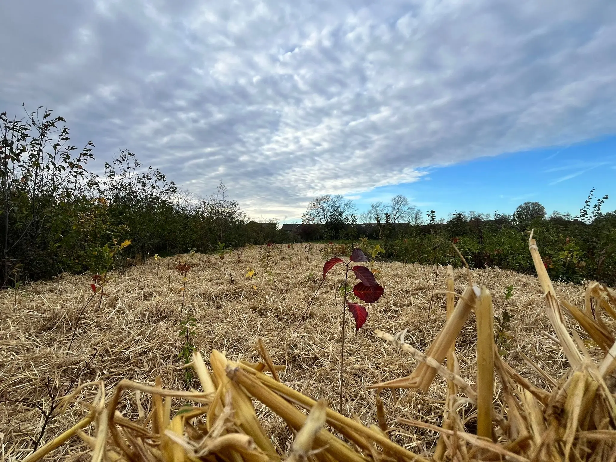 A person walks through a field under a cloudy sky, surrounded by tall grasses and sparse trees.