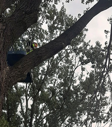 Cięcie korony drzew na wzwyżce