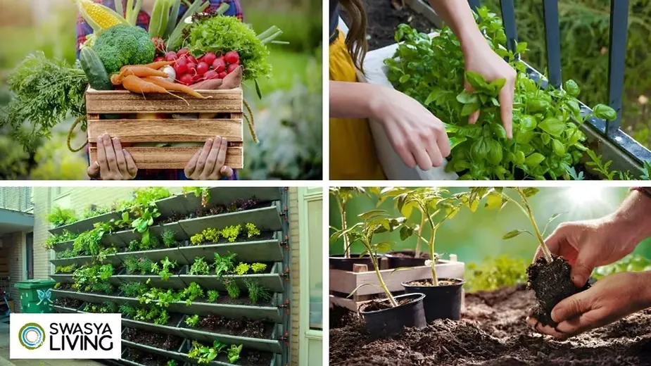 Grow Your Own Organic Vegetables at Home