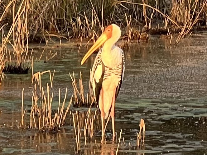 A crane standing on its two legs in a water body.