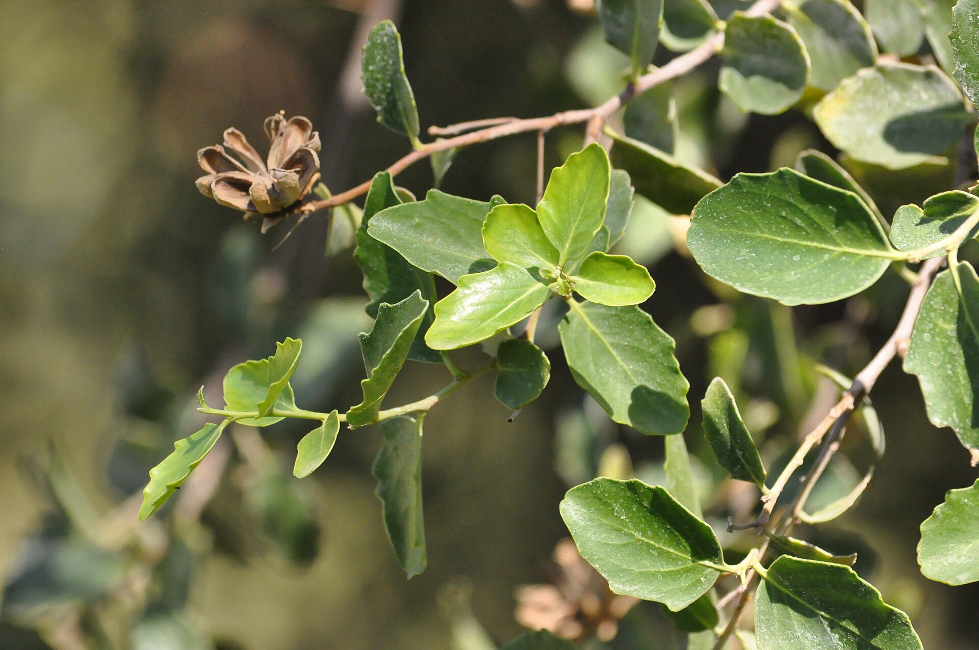 Chilean soapbark tree