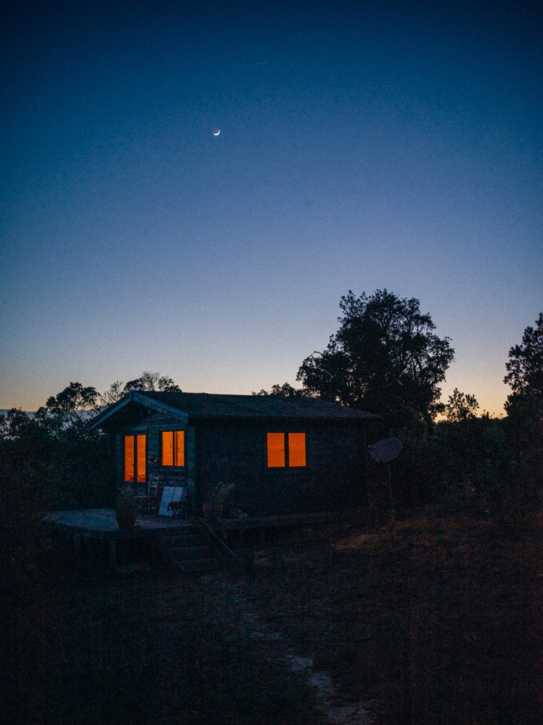 a tree with many branches and leaves