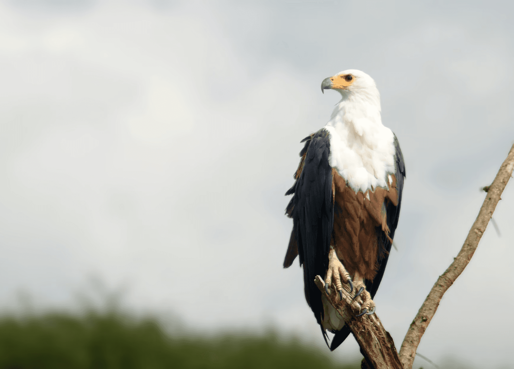 Zambian Fish Eagle sitting on a tree