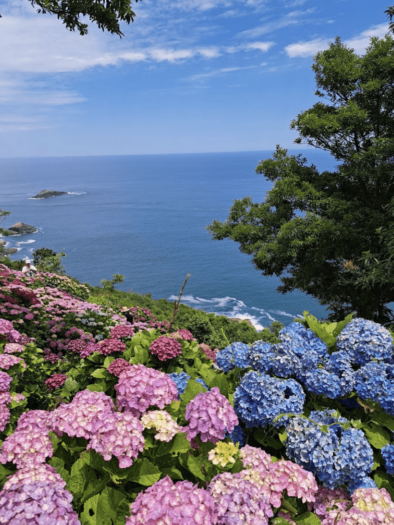 Hydreangeas at Cape Togenkyo in Miyazaki
