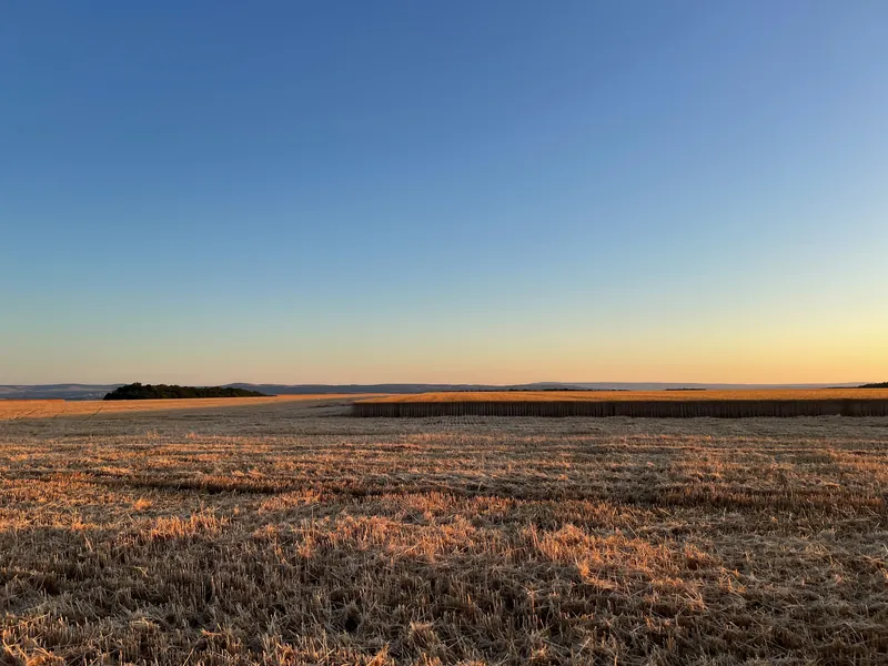 Aratás a környéken a méhek közelében