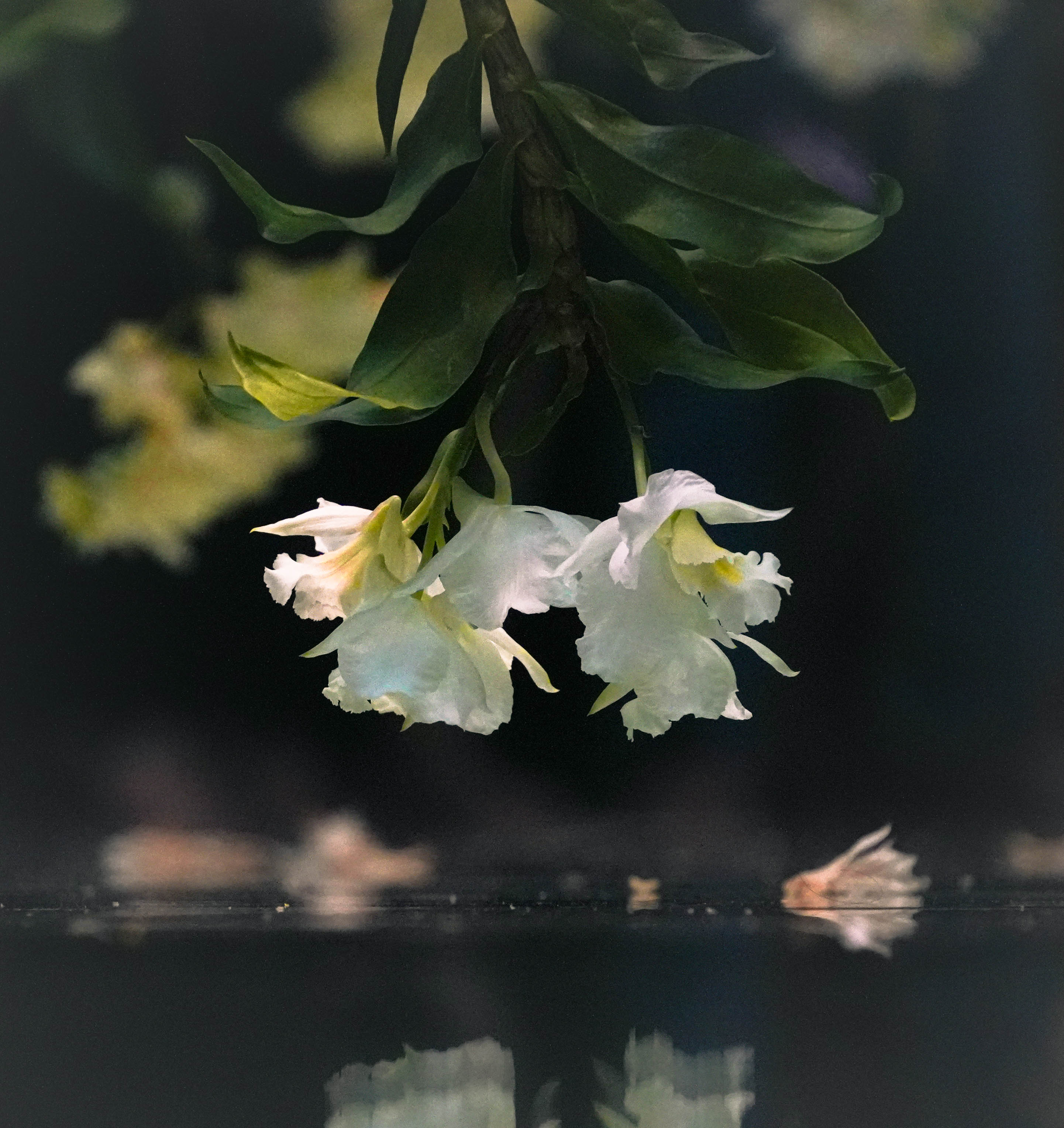 Flower floating upsidedown