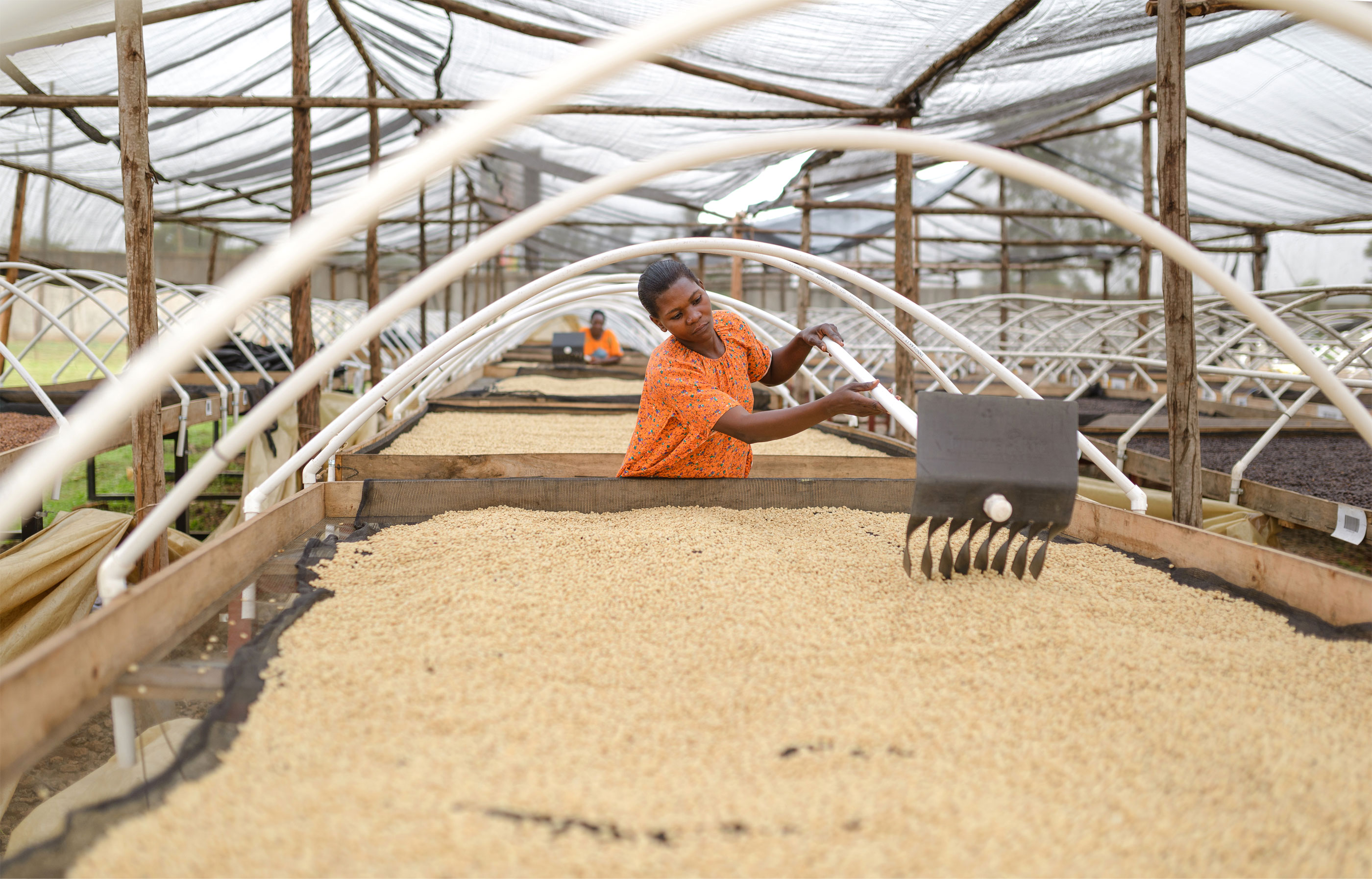 woman in a coffee drying facility