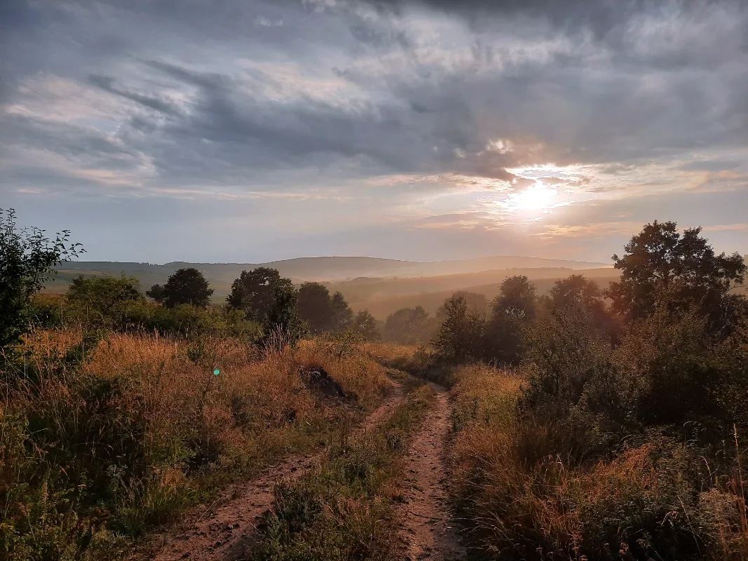 landscape photography of field