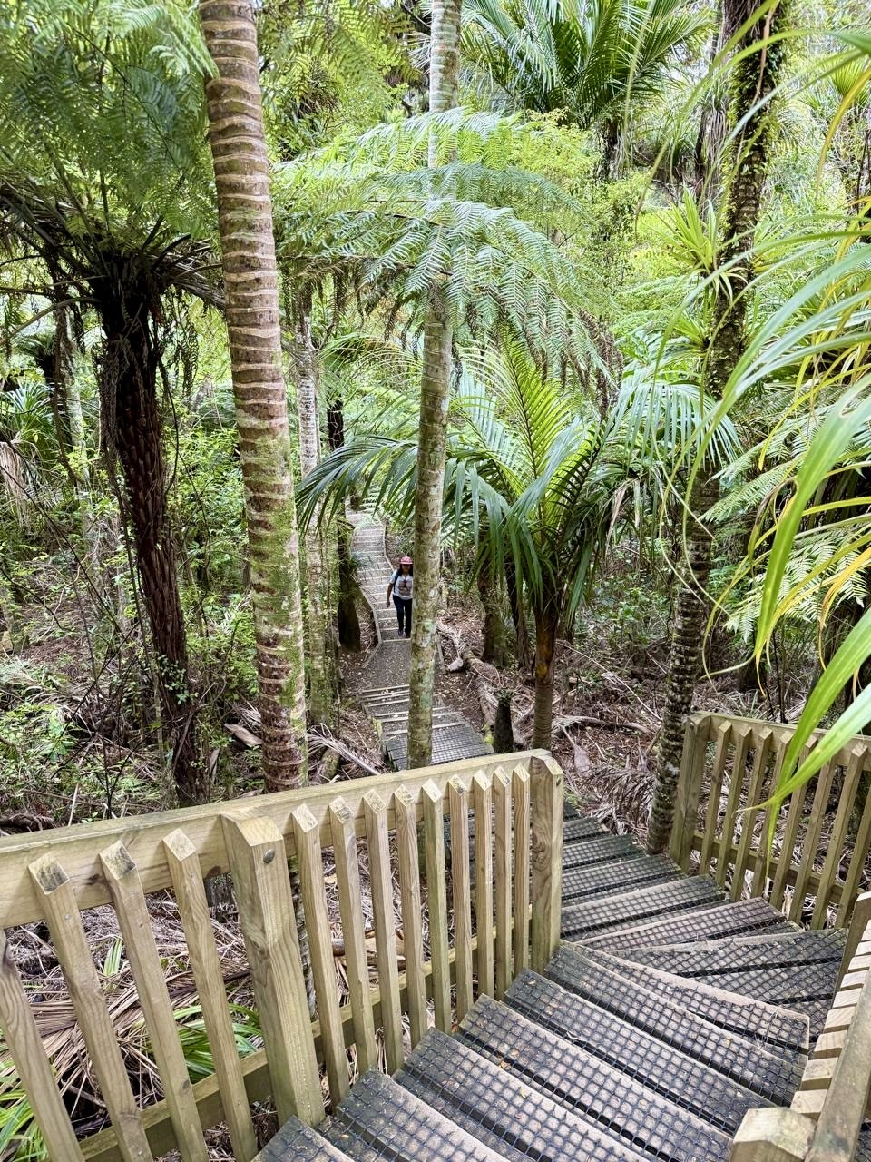 Nature trail track with steps inside near the Arataki Visitor Centre