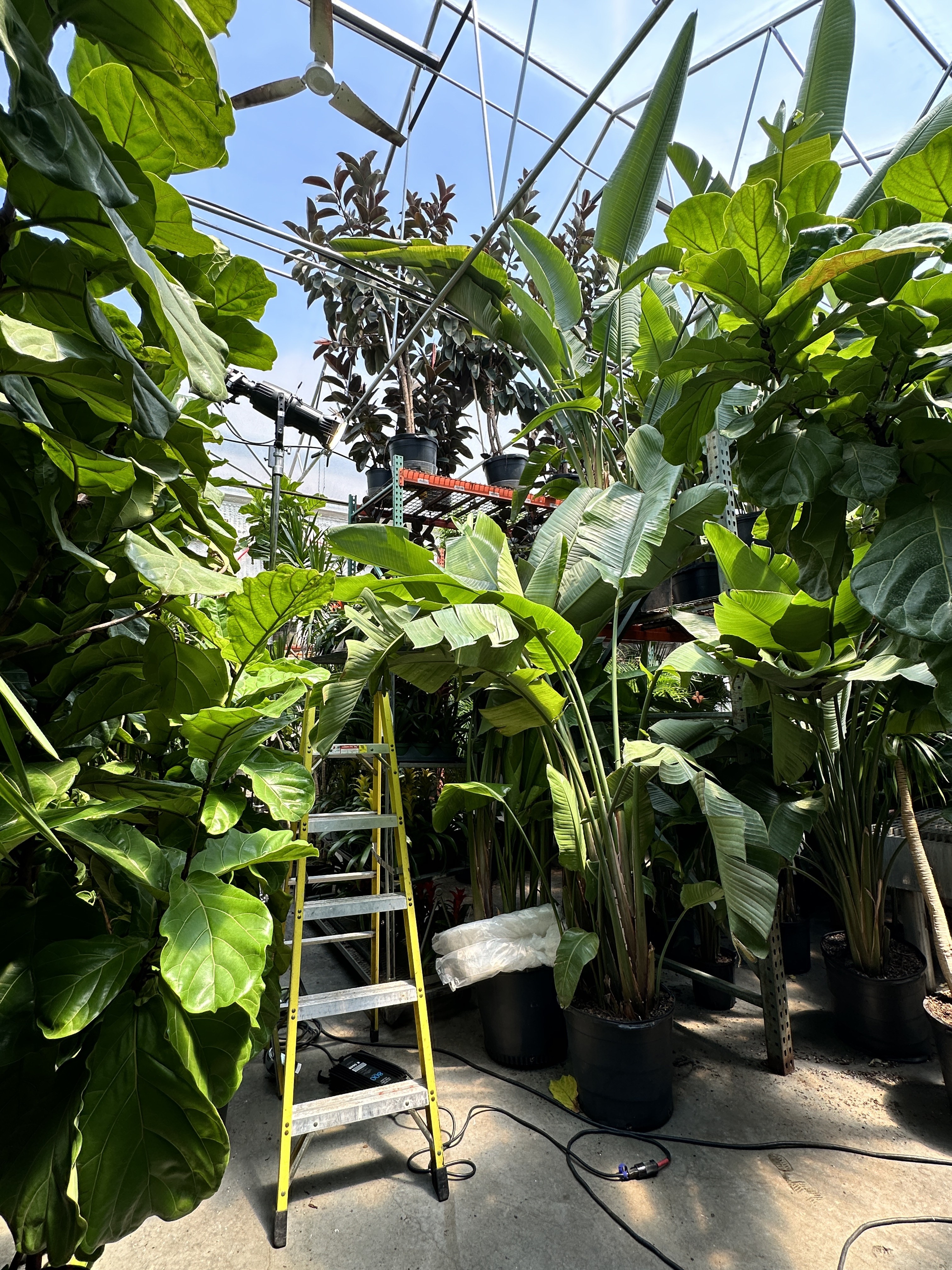 Behind the scenes greenhouse location for Bloom