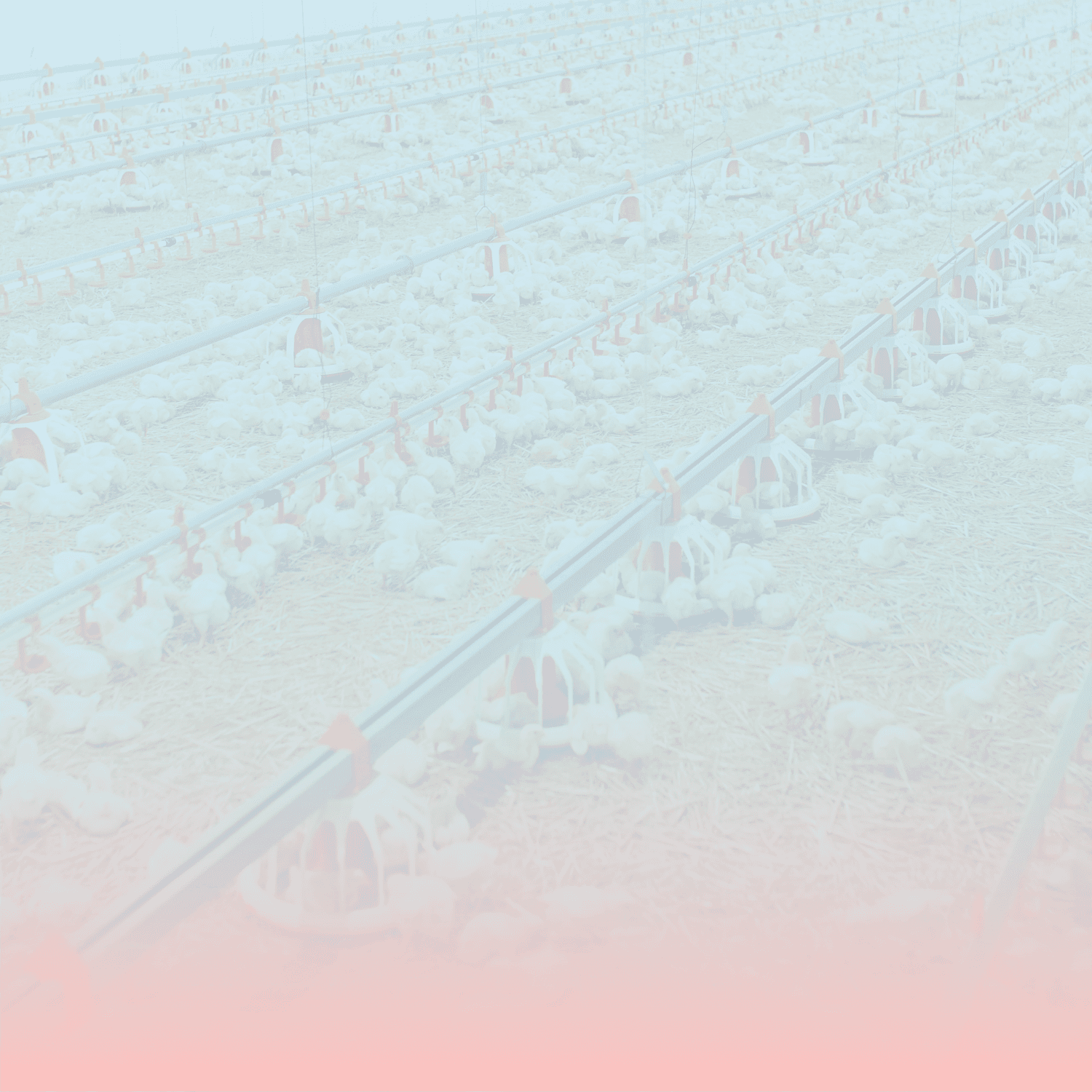 Poultry Farm Header