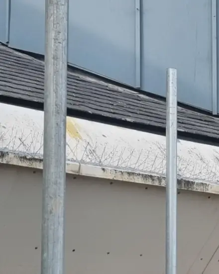 Bird Control Case Studies Photo 3