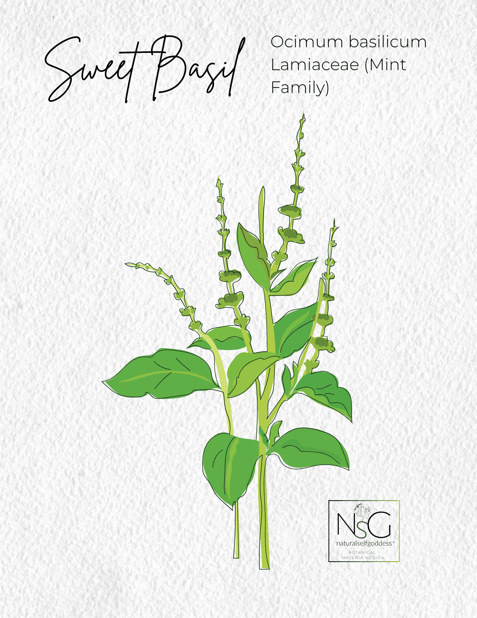 Alfalfa Materia Medica NaturalSelfGoddes