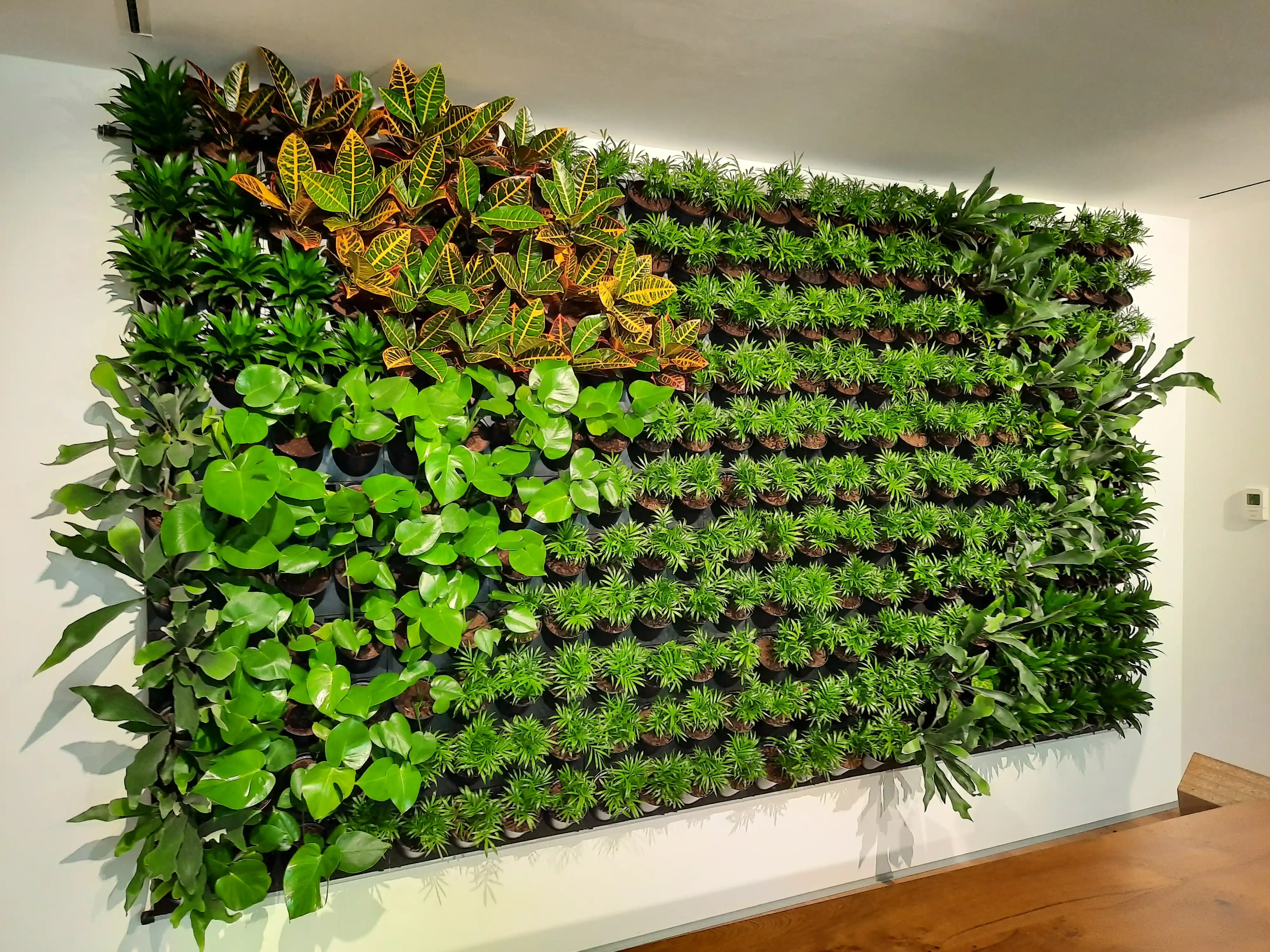 Függőleges kert páfrányokkal és futónövényekkel irodaépület homlokzatán