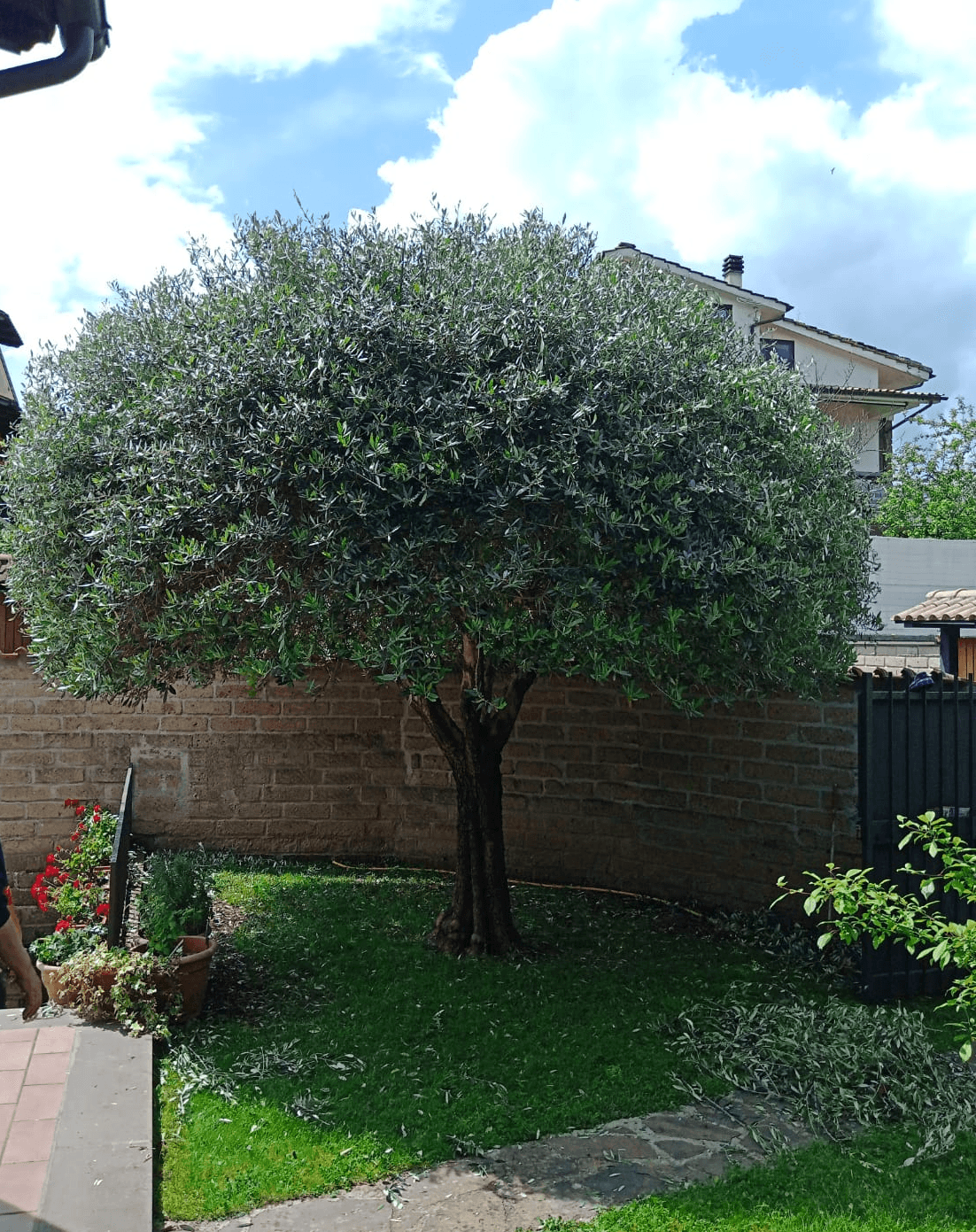 Albero di olivo potato in modo decorativo in zona olgiata in residenza donato perelli manutenzione giardini