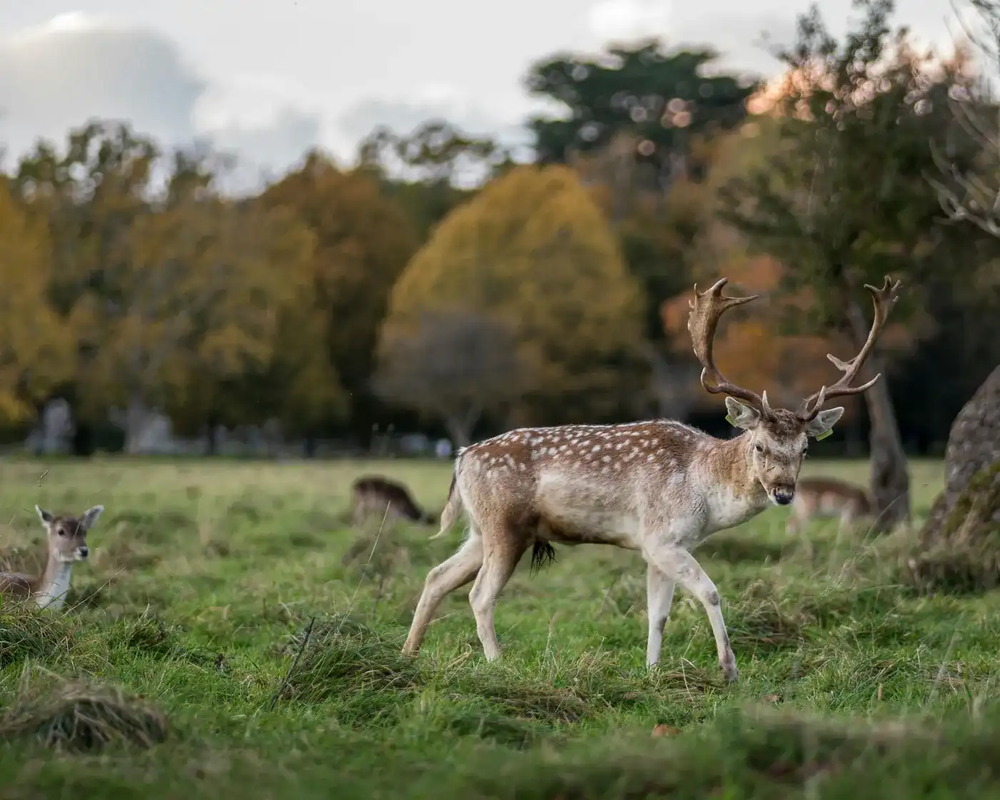 Castleknock, Phoenix Park, Bus Hire Dublin