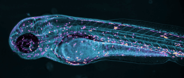 Movie showing macrophages and microglia migrating in the whole body of a live zebrafish larvae.